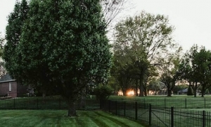 SE UN ALBERO DEL COMUNE SPORCA IL GIARDINO PRIVATO COME SI DEVE PROCEDERE?