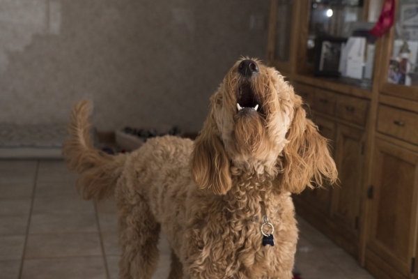 L’ABBAIARE CONTINUO DEL CANE PUÒ DIVENTARE ANCHE UN REATO DI NATURA PENALE?